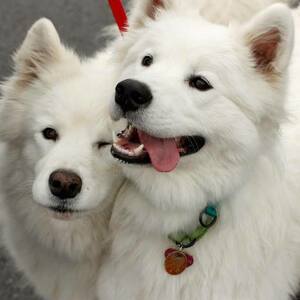 Fundraising Page: Sharon Kremsreiter